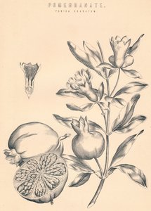 Granaattiomena, 1800-luku tekijältä Unbekannt