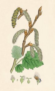 Populus canescens. Harmaa poppeli, 1800-luku tekijältä Unbekannt