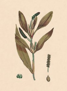 Potamogeton rufescens. Punertava lampiläiskä, 1800-luku tekijältä Unbekannt