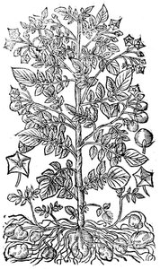 Peruna, 1640 tekijältä Unbekannt