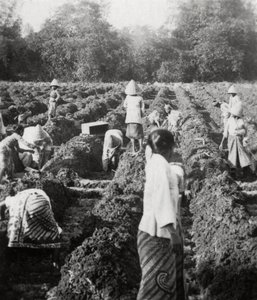 Kastelukanavien valmistelu sokeriviljelmällä, Jaava, Hollannin Itä-Intia, 1927 tekijältä Unbekannt
