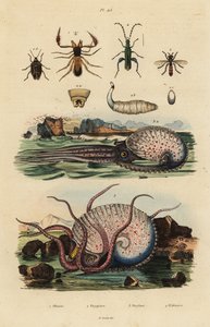 Pseudoskorpioni, Chthonius orthodactylus 1, Octyptera bicolor 2, tuberkuloitu pelaginen mustekala, Ocythoe tuberculata 3 ja väärä öljykuoriainen, Oedemera nobilis 4 tekijältä Unbekannt