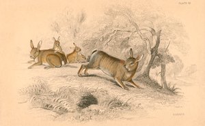 Kani Oryctolagus cuniculus, 1828 tekijältä Unbekannt