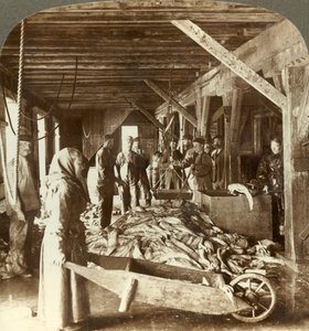 Kalan vastaanotto merialuksilta ja pakkaus vientiin - kalavarasto, Aalesund, Norja, c1905. tekijältä Unbekannt