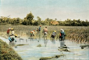 Riisin sadonkorjuu, 1900. tekijältä Unbekannt
