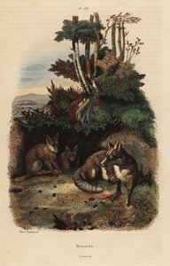 Punaketut, Vulpes vulpes, luolan ulkopuolella tekijältä Unbekannt