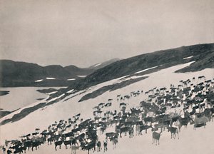 Poro vuorilla, 1914. tekijältä Unbekannt