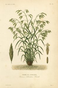 Rescuegrass tai Schraderin bromegrass, Bromus catharticus, Bromus schraderi, Brome de Schrader tekijältä Unbekannt