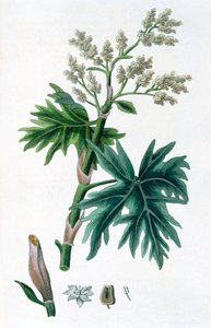 Raparperi, 1823 tekijältä Unbekannt