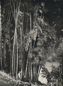 Riesenbambus Dendrocalamus giganteus Peradeniya bei Kandyssa, 1926 tekijältä Unbekannt