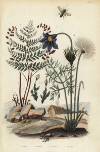Kivisammal, Andraea rupestris 1, kaivosmehiläinen, Andrena agilissima 2, kukkiva saniainen, Anemia adiantifolia 3 ja Pasque-kukka, Anemone pulsatilla tekijältä Unbekannt