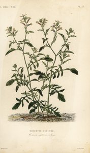 Rocket tai rucola, Eruca vesicaria, Eruca sativa, Roquette cultivare tekijältä Unbekannt