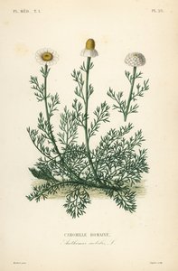Roomalainen kamomilla tai kamomilla, Chamaemelum nobile, Anthemis nobilis, Camomille romaine tekijältä Unbekannt