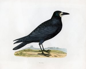Rook, 1800-luku tekijältä Unbekannt