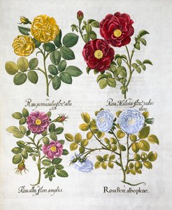 Ruusut, 1613 tekijältä Unbekannt