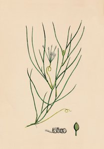 Ruppia spiralis. Suur-Ruppia, 1800-luku tekijältä Unbekannt