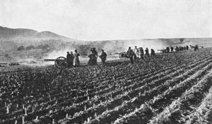 Venäjän kenttätykistö hirssipellolla, Venäjän ja Japanin sota, 1904-5 tekijältä Unbekannt