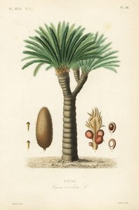 Saagopalmu, kuningassago, saago-sago tai japanilainen saagopalmu, Cycas revoluta, Cycas tekijältä Unbekannt