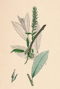 Salix phylicifolia, var. radikaanit. Teelehtinen Sallow, var. a., 1800-luku tekijältä Unbekannt