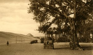 Saqqara - askelpyramidi Sycomoresta nähtynä, c1918-c1939. tekijältä Unbekannt