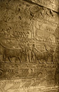 Saqqara - Ptahotepin hauta - seinämaalauskoristelu, c1918-c1939. tekijältä Unbekannt