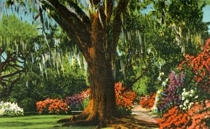 Kohtaus Magnolia Gardensissa, lähellä Charlestonia, S.C., 1942. tekijältä Unbekannt