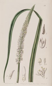 Schoenocaulon officinale tekijältä Unbekannt