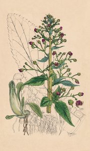 Scrophularia Ehrharti. Ehrhartin vesibetoni, 1800-luku tekijältä Unbekannt