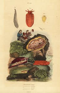 Merietanat: Pleurobranchus reticulatus 1, Berthellina citrina 3, Pleurobranchus peronii 2,4 tekijältä Unbekannt