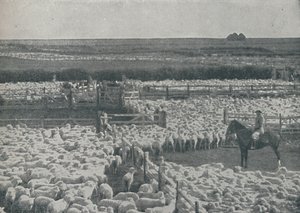 Lammastarhat Australiassa, 1910 tekijältä Unbekannt