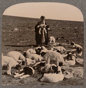 Paimen ja lauma, c1900 tekijältä Unbekannt