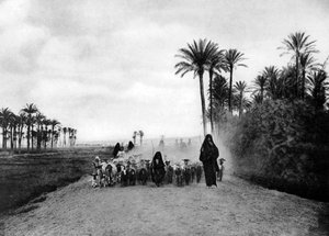 Paimen lampaita lähellä Kairoa, Egypti, 1920-luku tekijältä Unbekannt