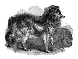 Paimenkoira, 1848 tekijältä Unbekannt