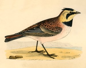 Shore Lark, 1800-luvun loppu. tekijältä Unbekannt