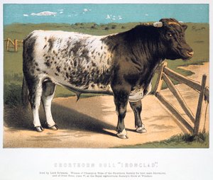 Shorthorn Bull Ironclad, 1875 tekijältä Unbekannt