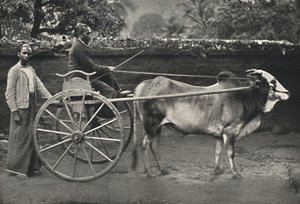 Singhalesisches Zebufuhrwerk, 1926 tekijältä Unbekannt