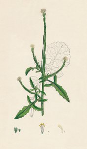 Sisymbrium officinale. Hedge-sinappi, 1800-luku tekijältä Unbekannt