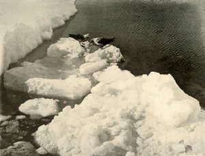 Skuan lokit jään reunalla, c1908, 1909. tekijältä Unbekannt