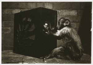 Pieni apina leikkimässä kellotauluilla radiossa, jonka on ottanut tuntematon valokuvaaja noin vuonna 1935 tekijältä Unbekannt