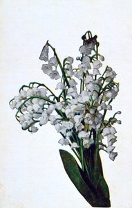 Lumikello, ranskalainen kukkapostikortti, c1900 tekijältä Unbekannt