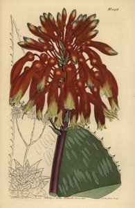 Saippua aloe tai seepra aloe, Aloe maculata (Suurin tavallinen saippua-aloe, Aloe saponaria latifolia) tekijältä Unbekannt