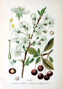 Hapankirsikka, 1893 tekijältä Unbekannt
