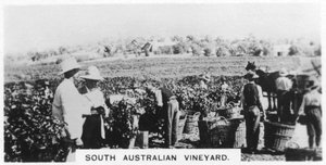 Etelä-Australian viinitarha, 1928 tekijältä Unbekannt