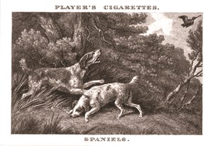 Spanielit, 1924. tekijältä Unbekannt