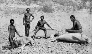 Speared manatee, Luoteis-Australia, 1922 tekijältä Unbekannt