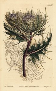 Spinisin ohdake, Cirsium spinosissimum (höyhenpäinen cnicus, Cnicus spinosissimus) tekijältä Unbekannt