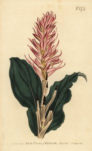 Stenorrhynchos speciosum orkidea (punakukkainen neottia, Neottia speciosa) tekijältä Unbekannt