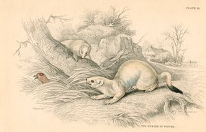 Stoat Mustela erminea, lumikkoperheen jäsen, 1828 tekijältä Unbekannt