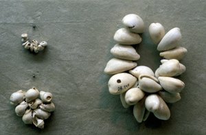 Cowrie-kuoret tekijältä Unbekannt