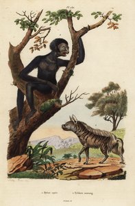 Raidallinen hyeena, Hyaena hyaena 1 ja siamang, Symphalangus syndactylus, uhanalainen 2 tekijältä Unbekannt